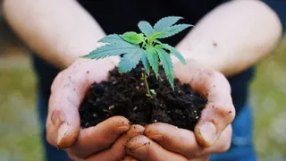 Why the Caribbean cannabis economy is ripe for IP protection