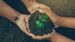 Rooted rights: Lessons from plant patent infringement and invalidity cases